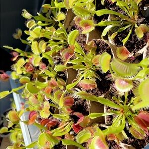 Venus Flytrap